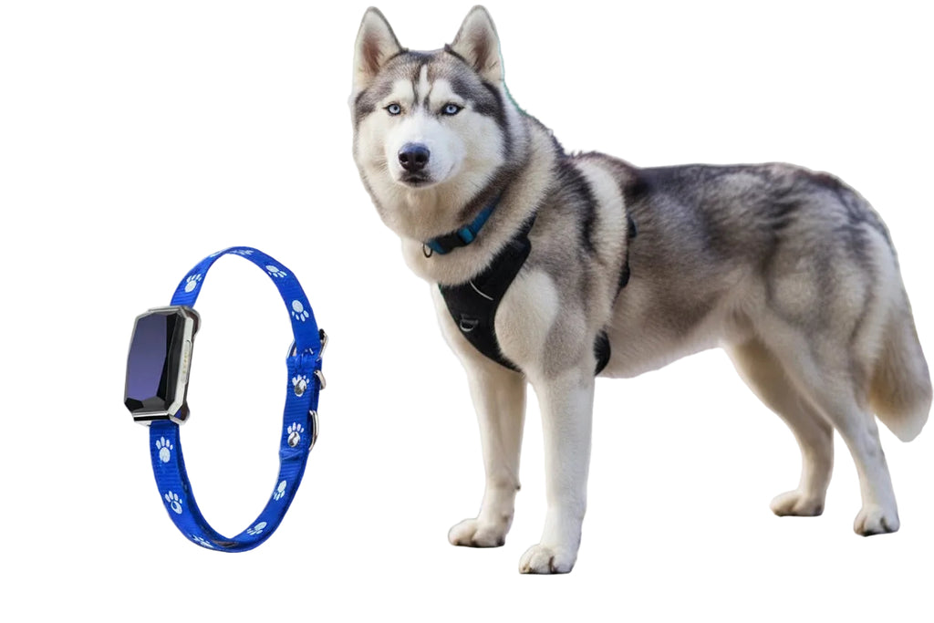 GPS Pet Collar, Secure Real-Time Location