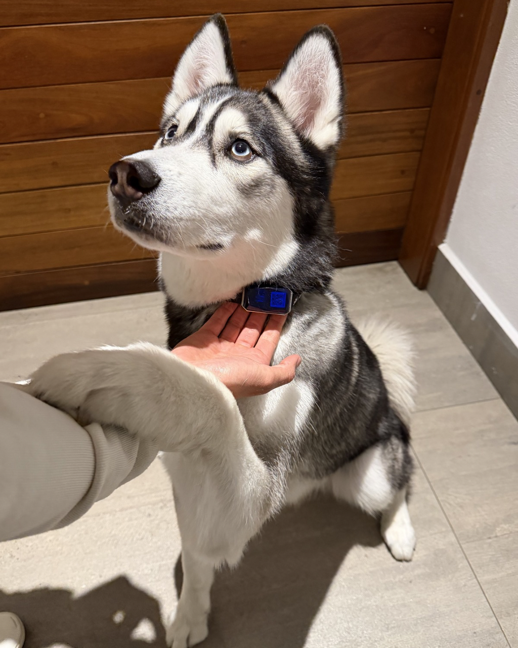 GPS Pet Collar, Secure Real-Time Location