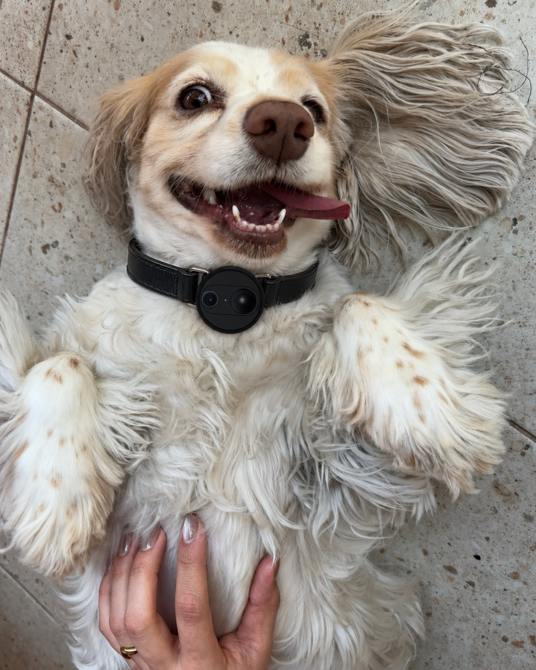 Pet Collar/Harness with 4G Camera, See Their World