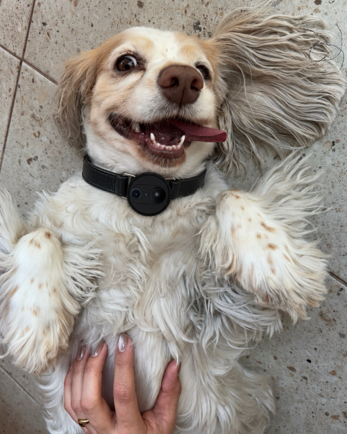 Pet Collar/Harness with 4G Camera, See Their World
