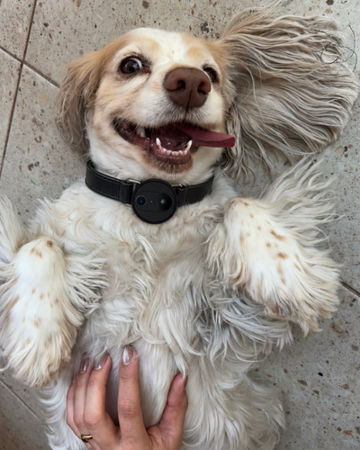Pet Collar/Harness with 4G Camera, See Their World