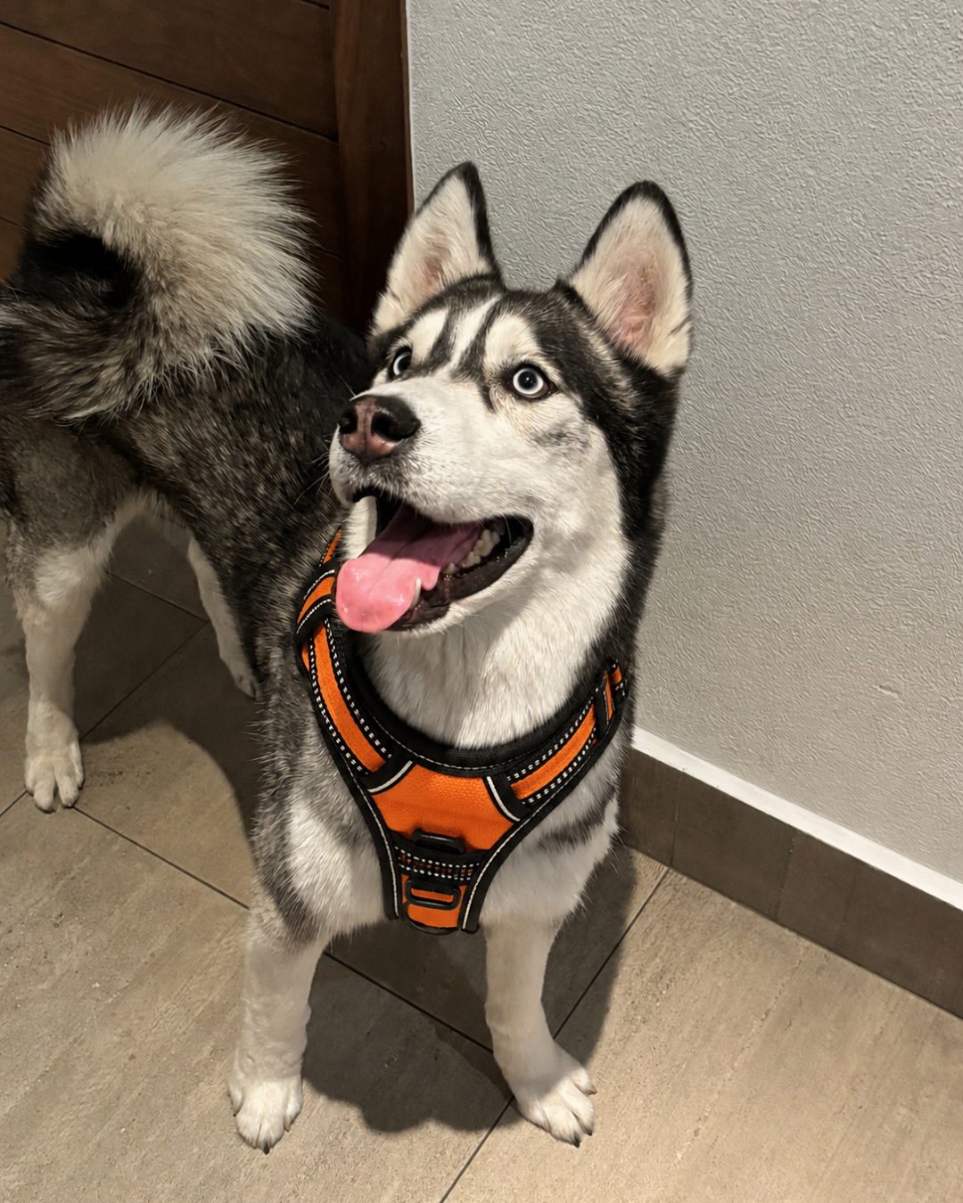 No Pull Reflective Dog Harness Comfortable Control for Happy Walks