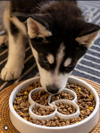 Slow Feeder Pet Bowl, Anti-Choking and Non-Slip