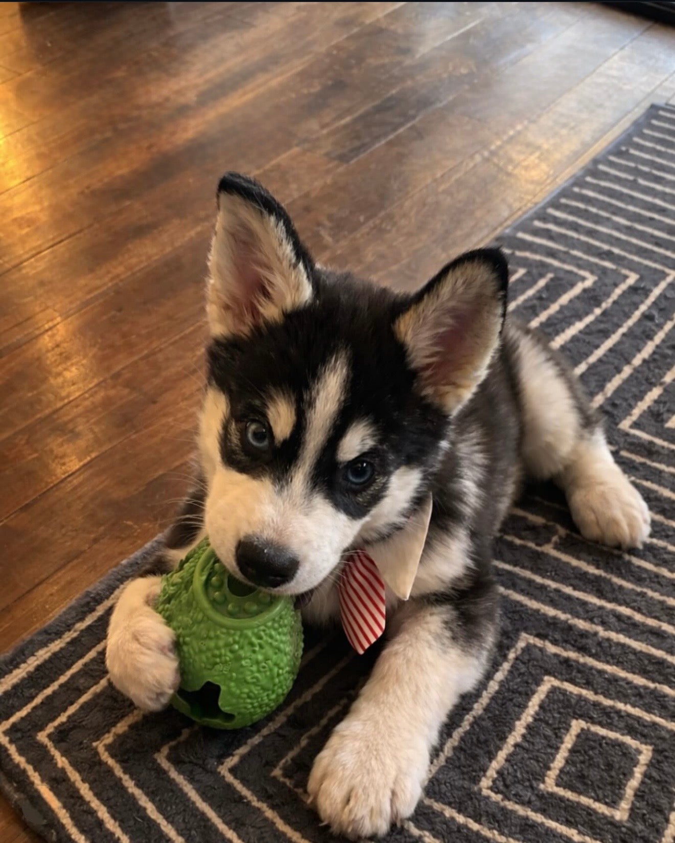 Ultra-Resistant Dog Toy, Safe and Durable