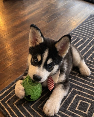Ultra-Resistant Dog Toy, Safe and Durable