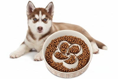 Slow Feeder Pet Bowl, Anti-Choking and Non-Slip