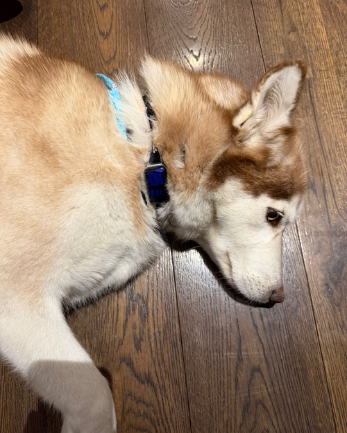 GPS Pet Collar, Secure Real-Time Location