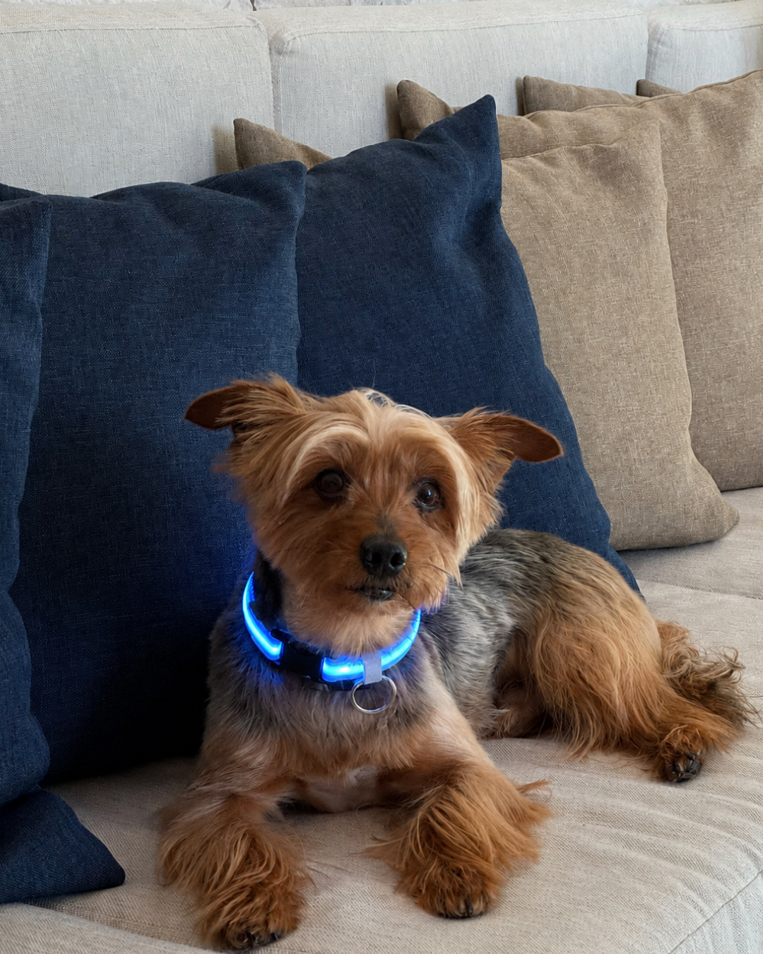 Safety Dog Led Collar